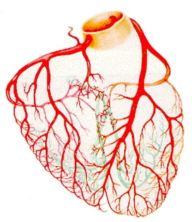 Στεφανιογραφία