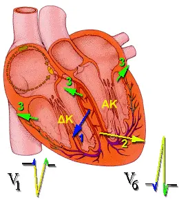 QRS Complex