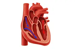 Συστολή - Διαστολή